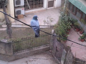 Bird on a wire