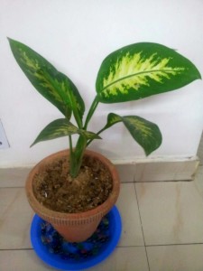 Sparky baby plant